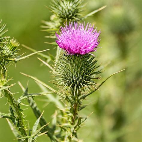 Schema delle parti commestibili del Cardo Mariano