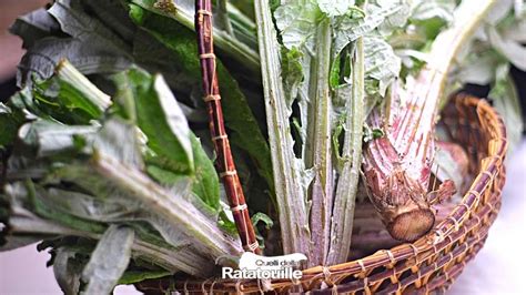 Varietà di cardi coltivati per uso alimentare