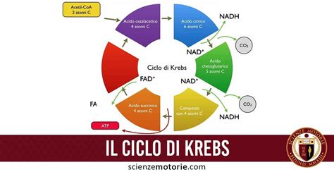 Ciclo di Krebs e produzione di energia