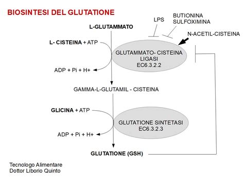 Diagramma che illustra la sintesi del glutatione e le sue funzioni antiossidanti