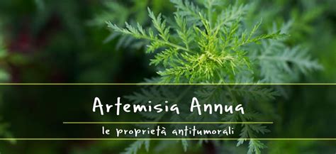 Schema delle proprietà benefiche dell'Artemisia Annua