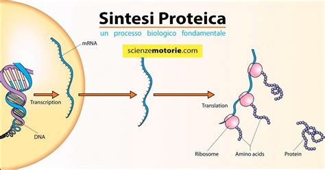 Diagramma delle vie di segnalazione dell'mTORC1 nella sintesi proteica muscolare