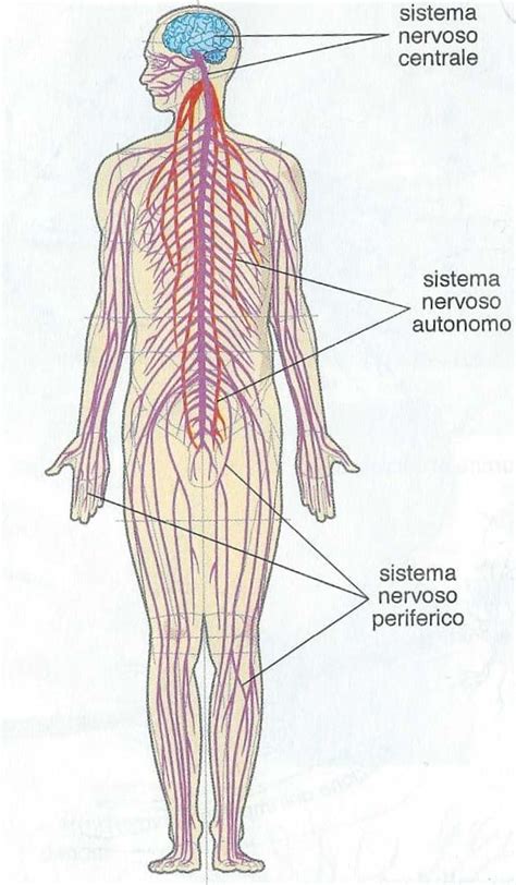 Schema del sistema nervoso umano