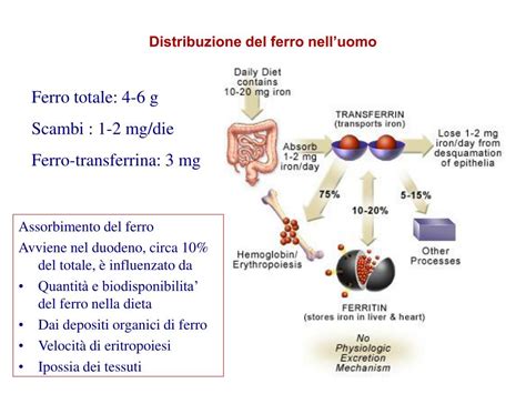 Schema del ciclo del ferro nell'organismo