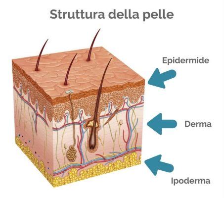 Immagine che mostra la struttura della pelle con evidenziate le fibre di collagene prima e dopo l'integrazione