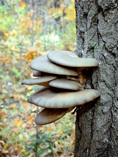 Funghi Reishi che crescono su un tronco d'albero