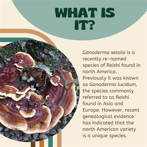 Confronto visivo tra Ganoderma Sessile e Reishi
