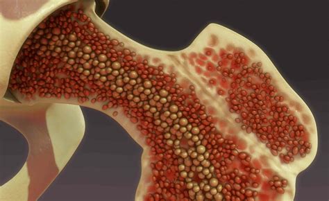 Schema di assorbimento del calcio nelle ossa