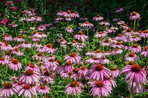 Fiori di Echinacea