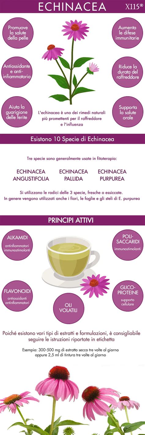 Infografica sui benefici dell'Echinacea