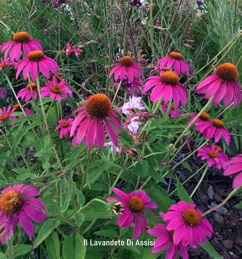 Pianta di Echinacea angustifolia con fiori viola