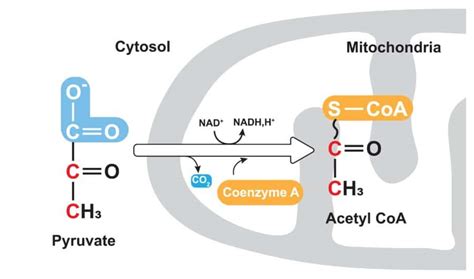 Schema della navetta del citrato per il trasporto di acetil-CoA nel citoplasma
