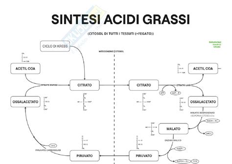 Schema semplificato del ciclo di elongazione della catena degli acidi grassi