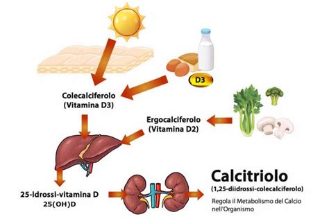 Schema sulla produzione di Vitamina D tramite esposizione solare