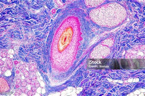 Microscopia dei follicoli piliferi sani