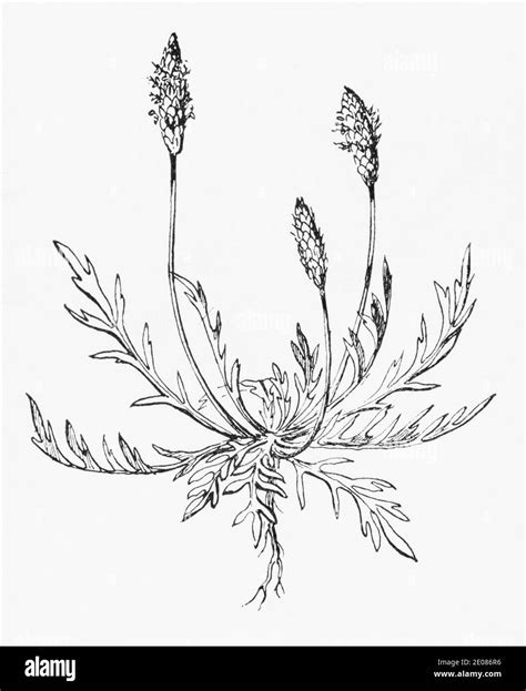 Illustrazione delle erbe: Grindelia, Piantaggine, Elicriso