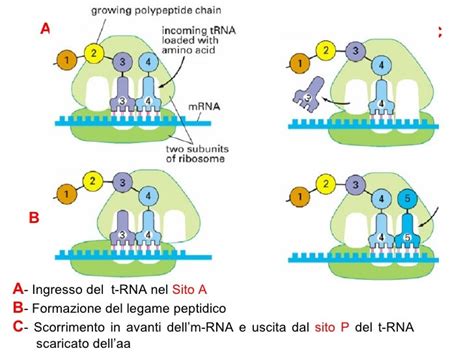 Schema della sintesi proteica con arginina