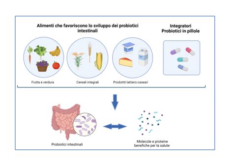 Schema del funzionamento dei probiotici intestinali
