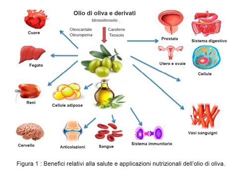 Schema che illustra l'azione dell'olio d'oliva sul colesterolo
