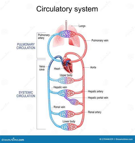 Schema del sistema circolatorio umano