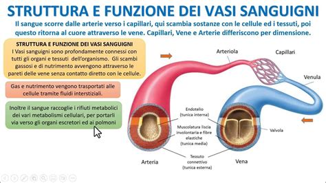 Schema che illustra l'azione dei principi attivi di Ruscoven Plus sui vasi sanguigni