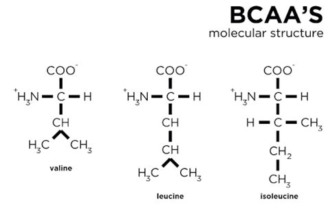 Struttura chimica degli aminoacidi a catena ramificata (BCAA)