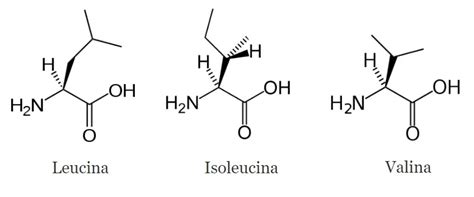 Diagramma che illustra le funzioni dei singoli BCAA: Leucina, Isoleucina, Valina