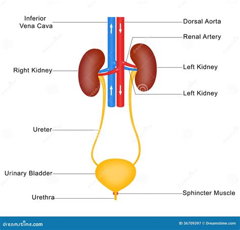 Schema del sistema urinario umano