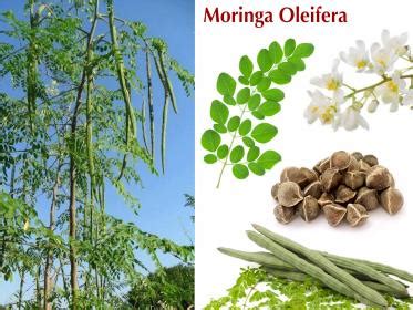 Diverse parti della pianta di Moringa e i loro utilizzi