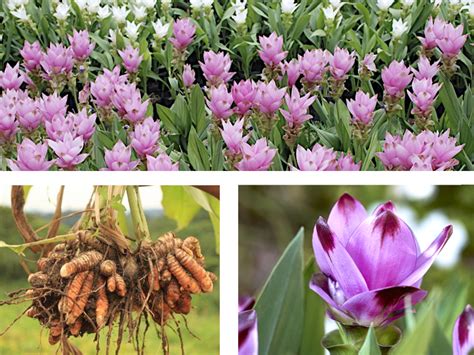 Rizoma della pianta Curcuma