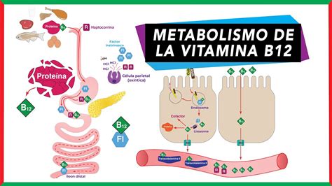 Schema del metabolismo della vitamina B12 nell'organismo
