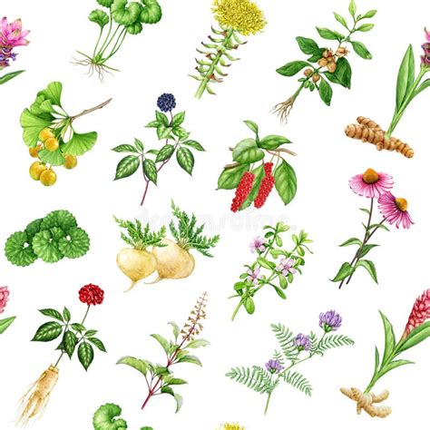 Illustrazione di diverse piante medicinali