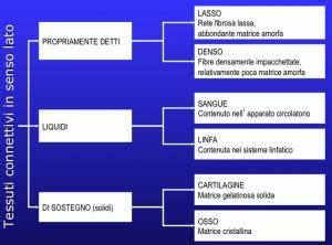 Illustrazione dei diversi tipi di tessuti connettivi