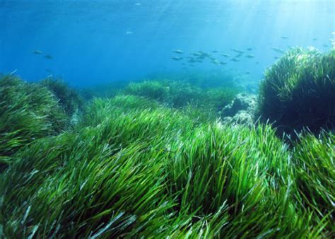 Pesce e alghe marine
