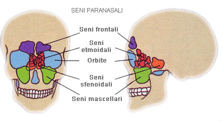 Schema dei seni paranasali del cranio