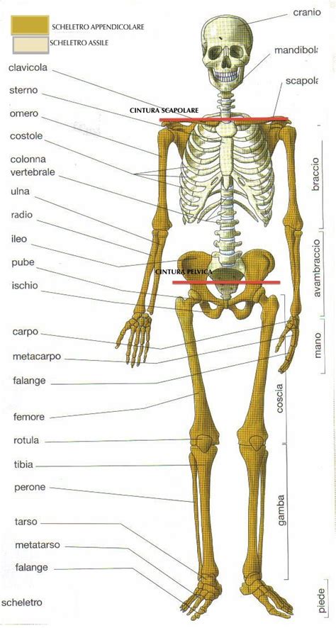 Scheletro umano con enfasi sulle ossa