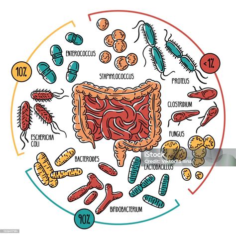 Infografica sulla composizione del microbiota intestinale