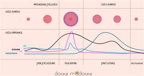 Schematizzazione delle funzioni del progesterone nel corpo femminile
