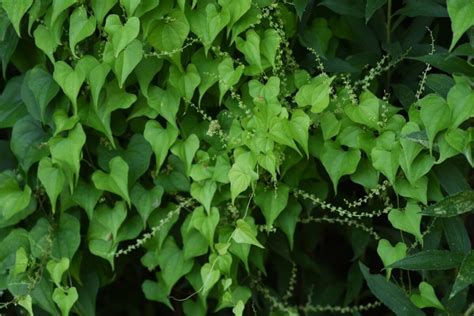 Immagine di igname selvatico (Dioscorea villosa)