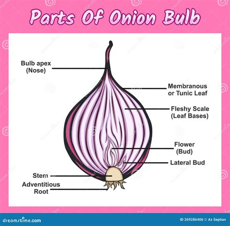 Struttura interna di una cipolla