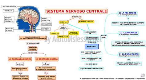 Schema del sistema creatina-fosfocreatina