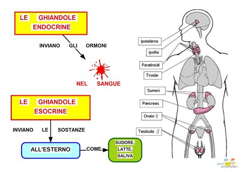 Schema della tiroide e delle ghiandole endocrine