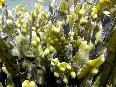 Alga Fucus Vesiculosus