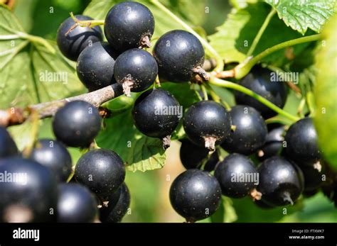 Grappolo di ribes nero 'Titania'