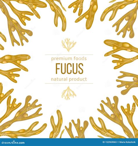 Struttura dell'alga Fucus vesiculosus