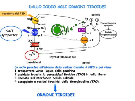 Schema che illustra l'azione dello iodio sul metabolismo tiroideo