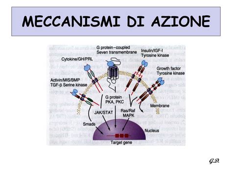 Schema del meccanismo di azione della creatina nel muscolo
