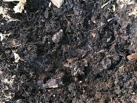 Comparazione tra terreno con e senza humus