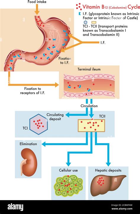 Schema del ruolo della Vitamina B12 nel corpo umano