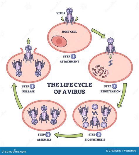 Schema del ciclo di vita del Papilloma Virus Umano (HPV)